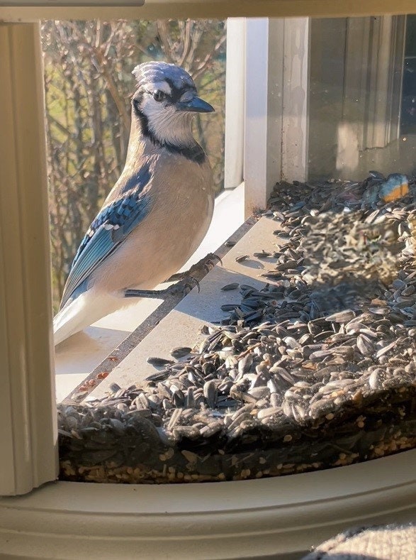 DF OMER Weatherproof Polycarbonat Window Bird Feeder with Strong