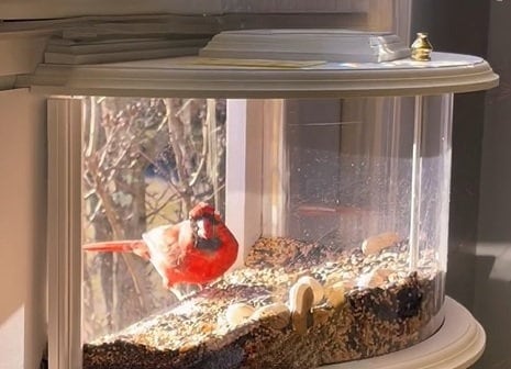 ClearView Deluxe In-House Window Bird Feeder
