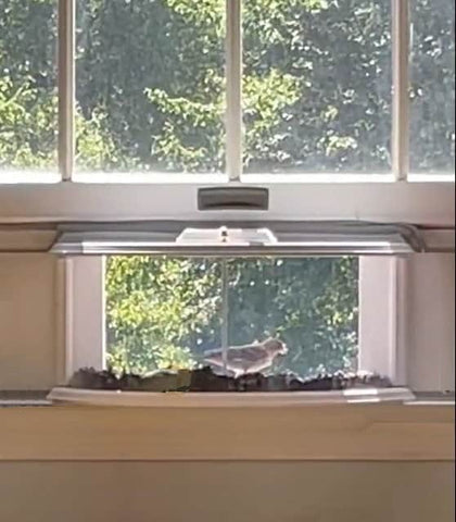 Amish Handmade Window Bird Feeder, In-House In Window 180 Degrees Clear View Window Feeder - Watch Birds From The Comfort of Home, Easy-fill