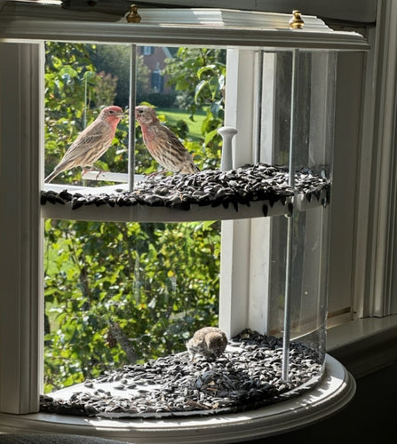 Duplex Window Feeder - 