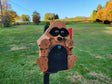 Raccoon Mailbox Amish Handmade, Wooden With metal Box Insert USPS Approved - Made With Yellow Pine Rougher Head - Unique Mailboxes